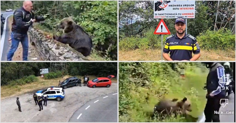 Ursul nu-i mascotă și nici animal de companie! Turiști amendați pe Transfăgărășan
