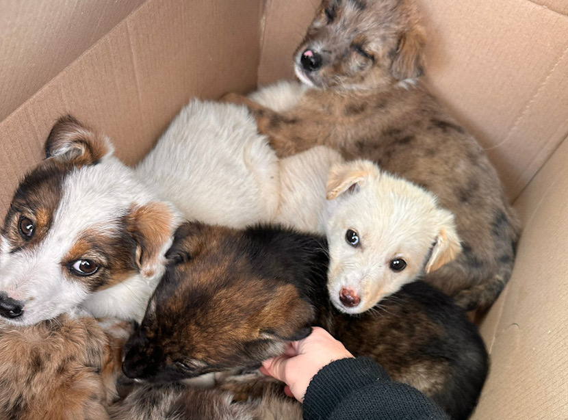 E28B3B26-B758-4110-8864-B2E2E9076258