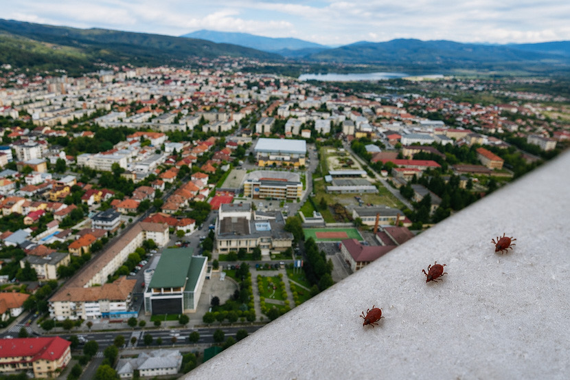 Ramnicu Valcea capuse