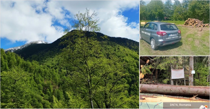 FOTO. Tăieri ilegale, furturi de arbori… Garda Forestieră Râmnicu Vâlcea a descoperit 17 infracțiuni în păduri într-o singură lună