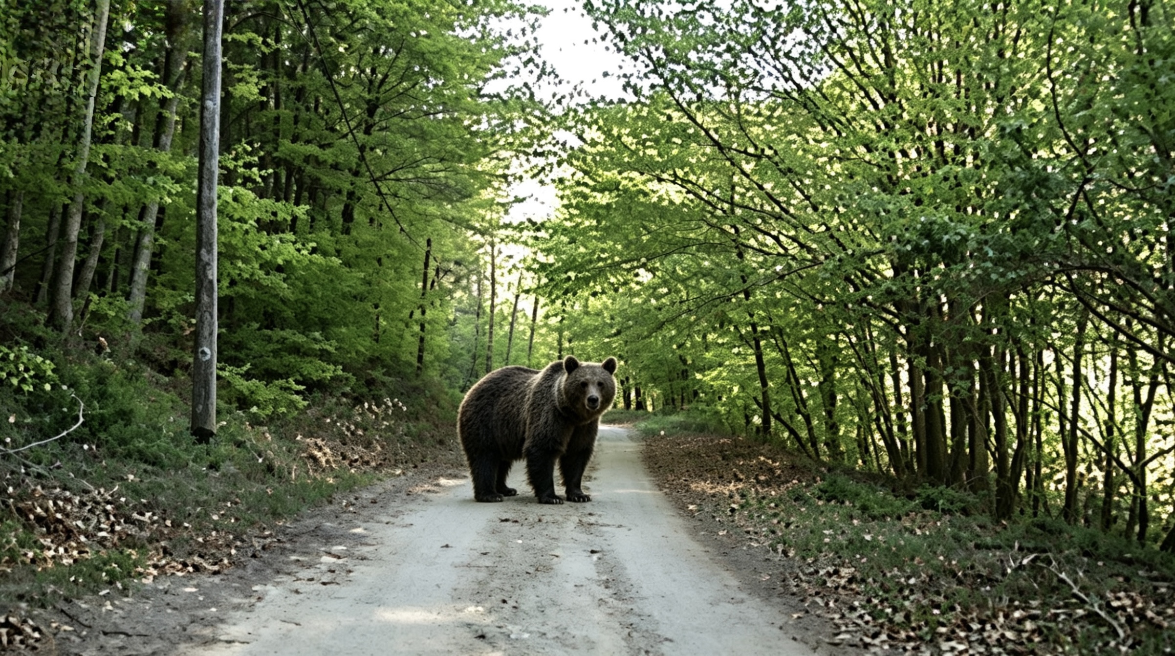 Urs pe un drum forestier
