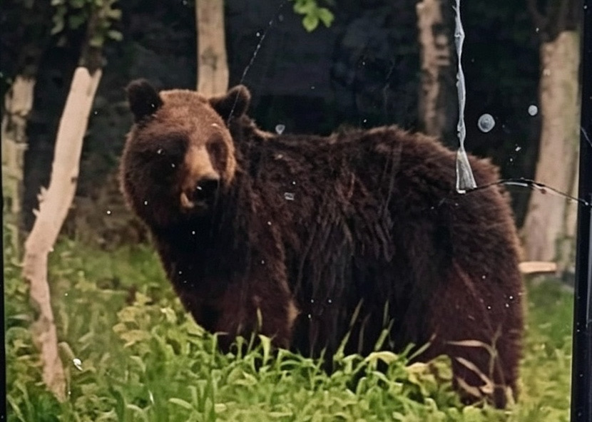 Urs in gradina la Berislavesti