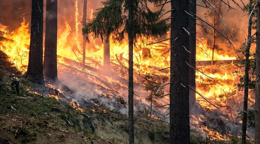 Incendiu padure